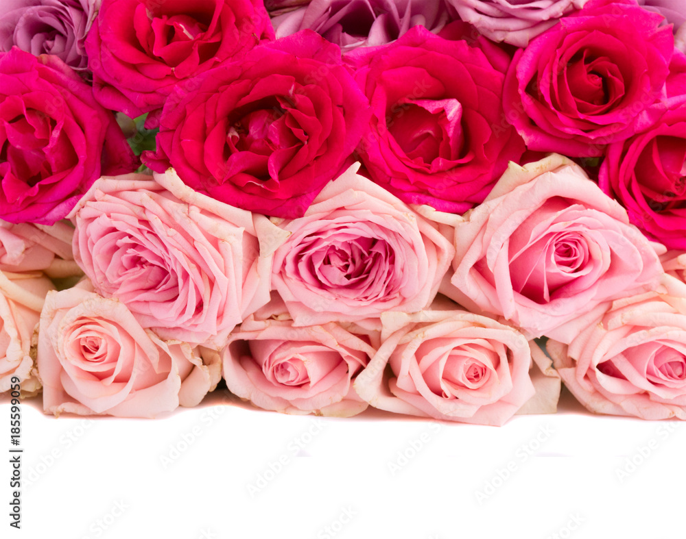 Bunch pink and violet blooming fresh rose flowers border isolated on white background with copy space Bunch pink and violet blooming fresh rose flowers border isolated on white background with copy space