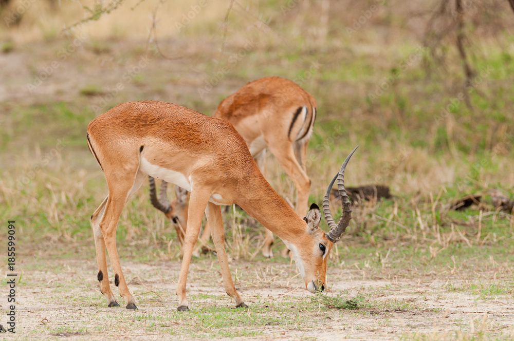 Closeup of Impala (scientific name: Aepyceros melampus, or Closeup of Impala (scientific name: Aepyceros melampus, or