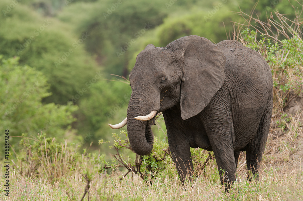 Fototapeta premium Closeup of African Elephant (scientific name: Loxodonta africana, or 