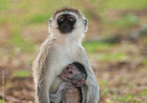 Vervet Monkey with baby suckling (Scientific name:cercopthecus aethiops, or Tumbiili in Swaheli), Tarangire National Park in Tanzania