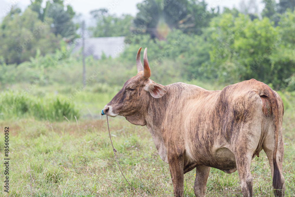 Fototapeta premium Beautiful brown cow standing on a meadow.