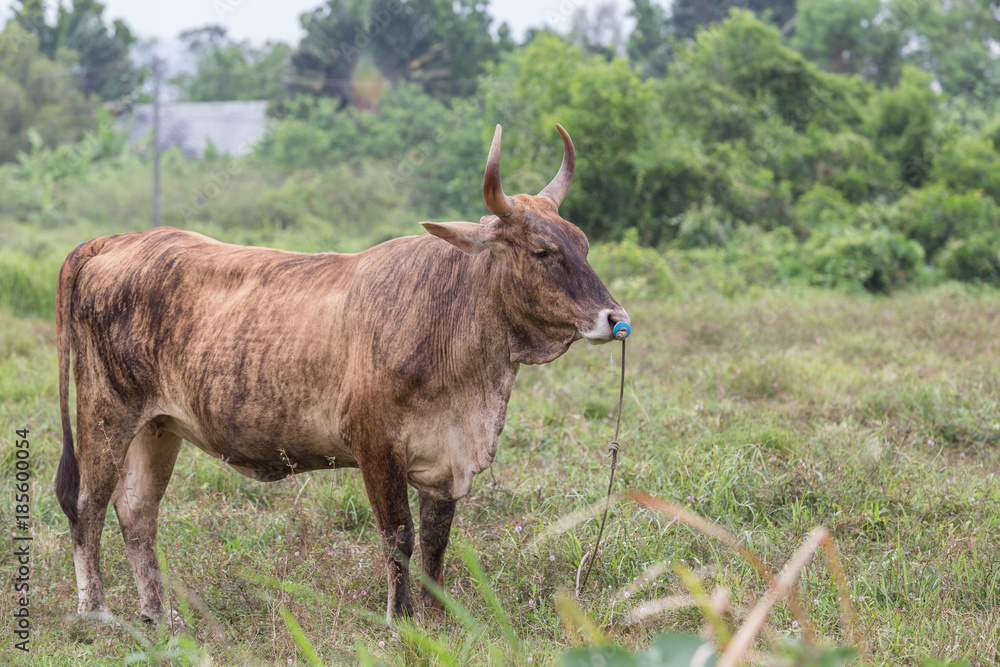 Beautiful brown cow standing on a meadow. Beautiful brown cow standing on a meadow.