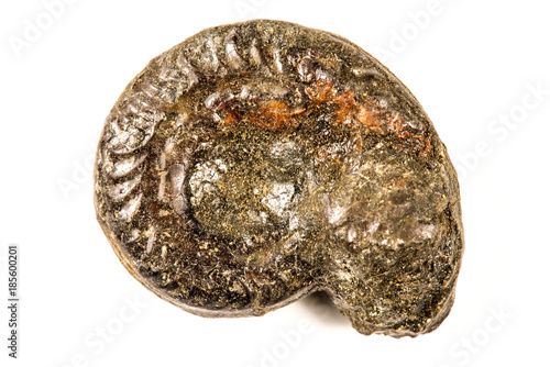 Ammonit, Nahaufnahme, pyritisiert