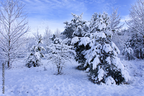 Winter forest landscape on a snowy December day. Beautiful winter against the blue sky.