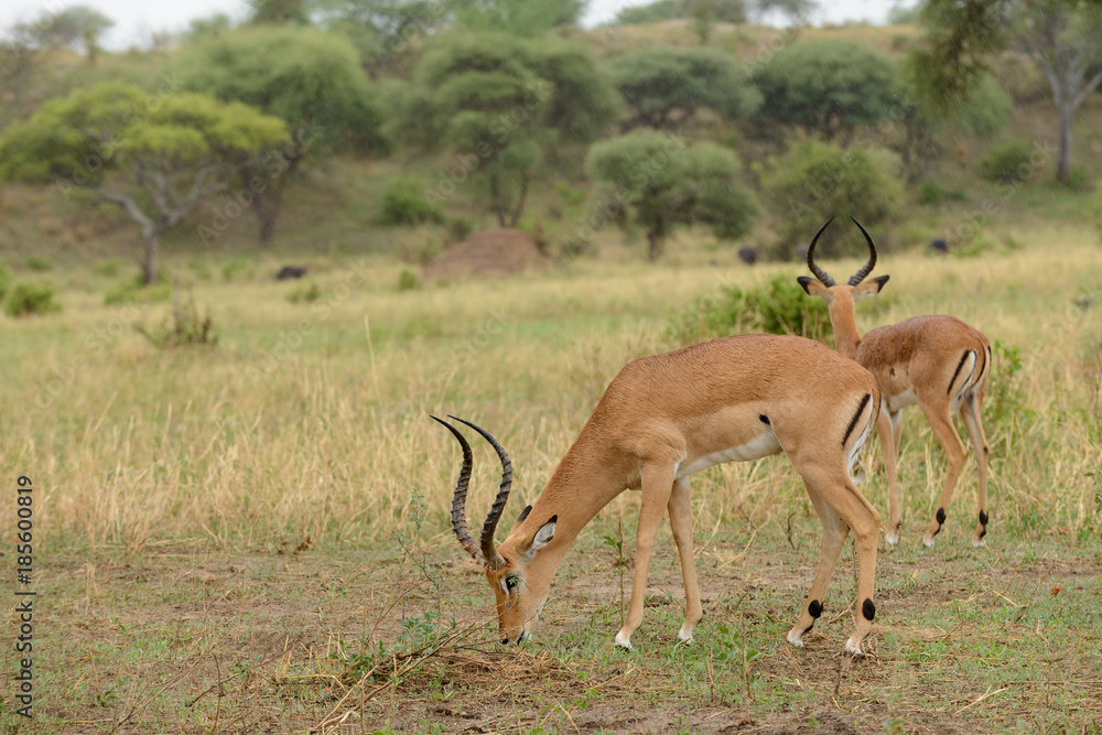 Closeup of Impala (scientific name: Aepyceros melampus, or Closeup of Impala (scientific name: Aepyceros melampus, or