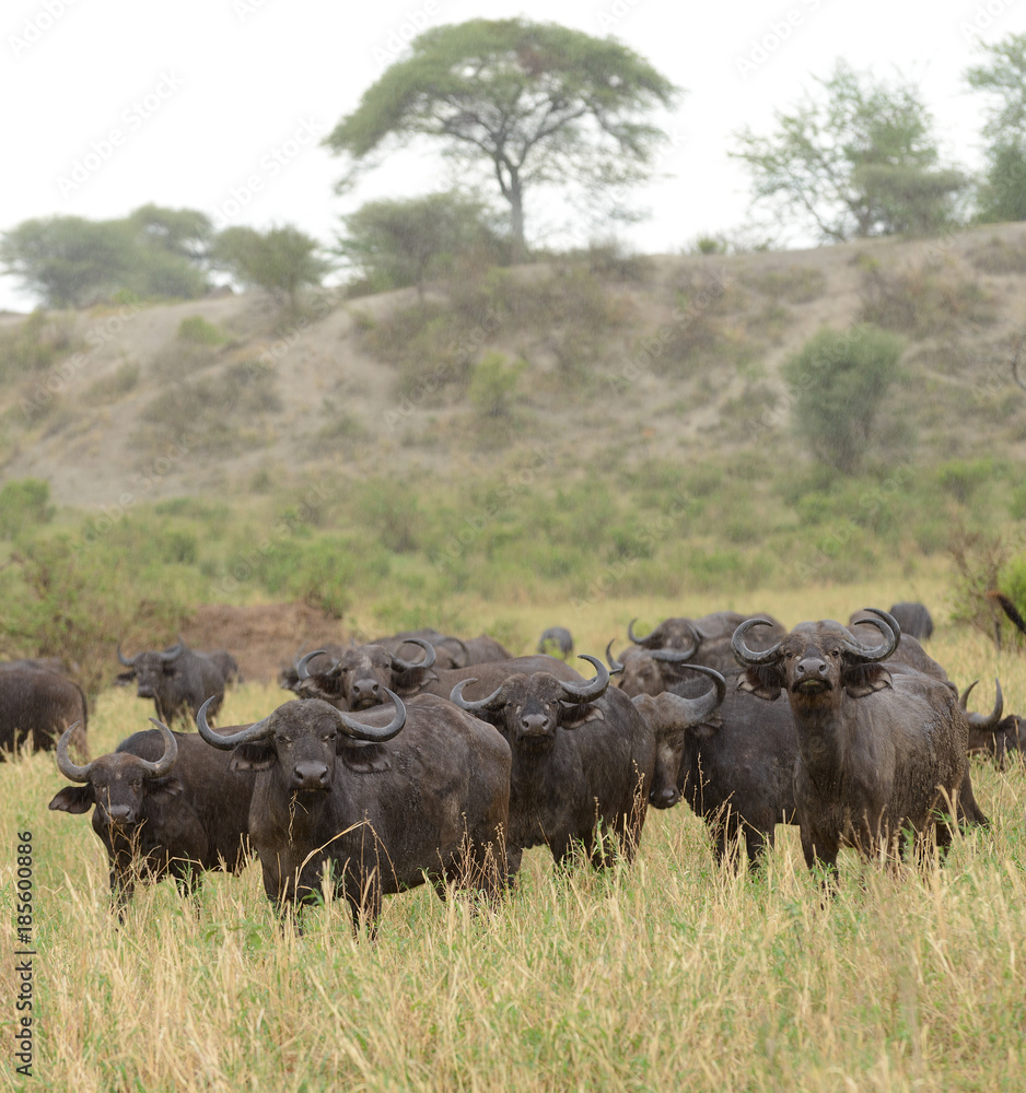 Closeup of Buffalo (scientific name: Syncerus caffer or Closeup of Buffalo (scientific name: Syncerus caffer or