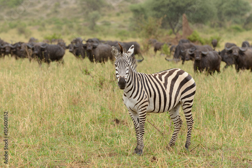 Fototapeta Naklejka Na Ścianę i Meble -  Closeup of Burchell's Zebra, image taken on Safari located in the Tarangire National park, Tanzania