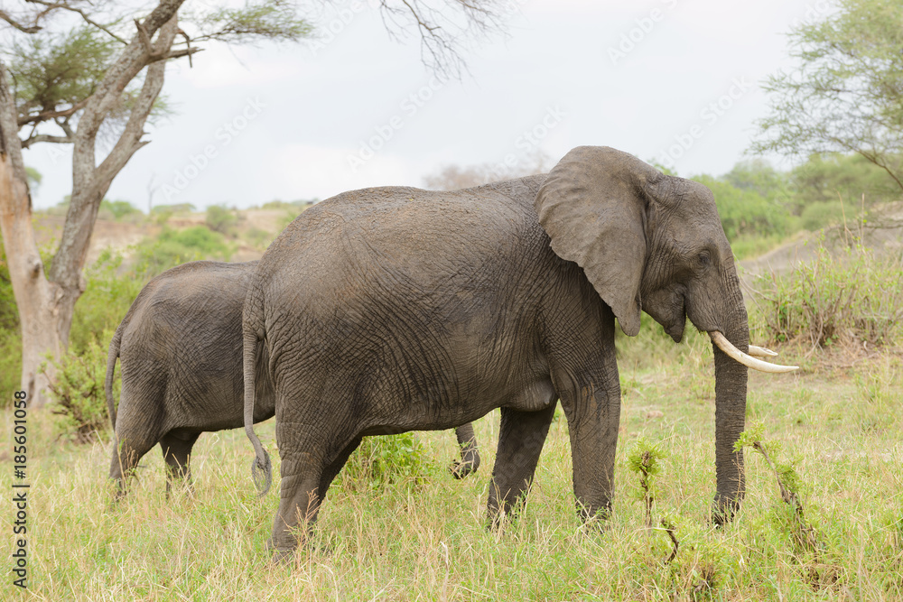 Closeup of African Elephant (scientific name: Loxodonta africana, or 