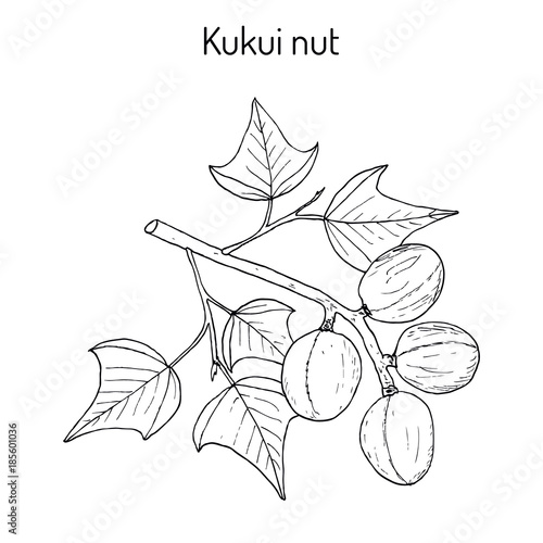 Kukui nut medicinal plant