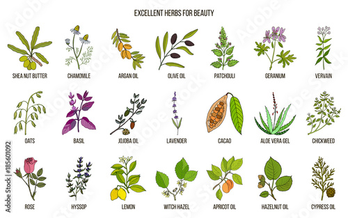 Best herbs for beauty care