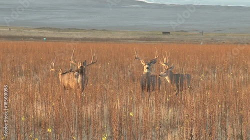 Mule Deer