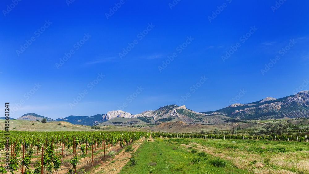 solar distant Crimea walking tour / summer vineyards with mountains in the background