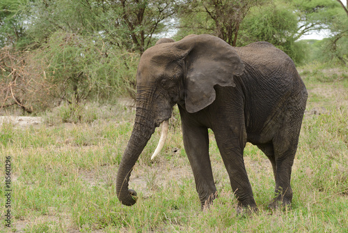Closeup of African Elephant (scientific name: Loxodonta africana, or "Tembo" in Swaheli) image taken on Safari located in the Tarangire National park, Tanzania