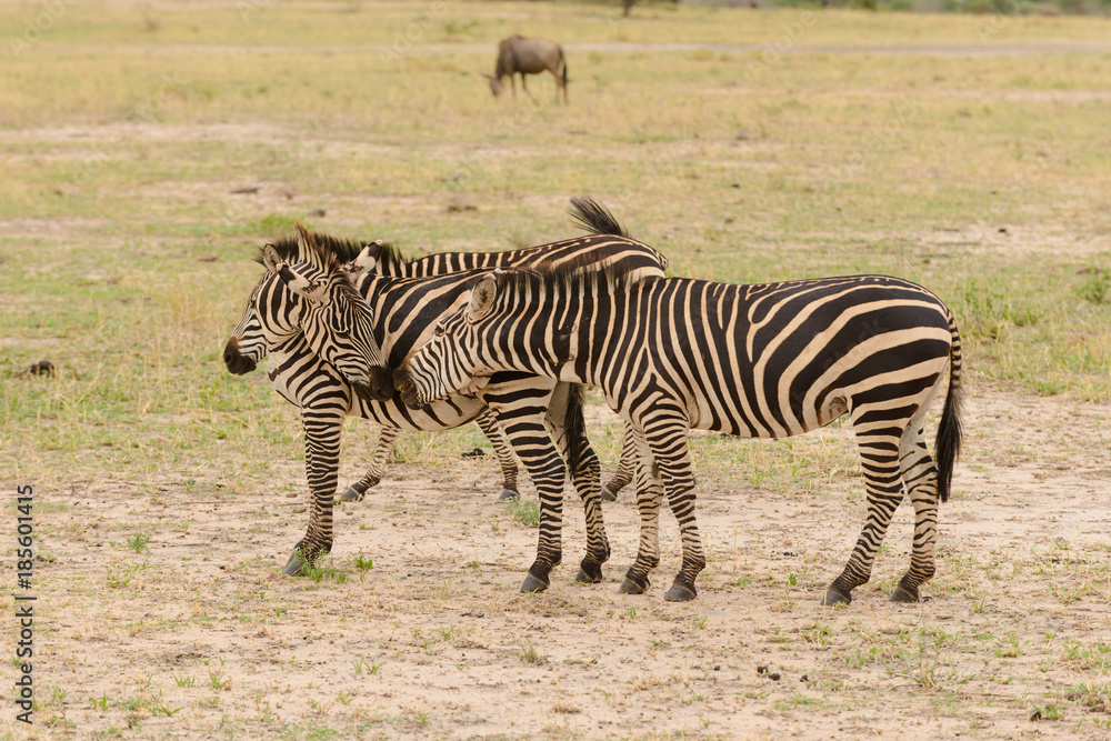 group of Burchell's Zebra image taken on Safari located in the Tarangire National park, Tanzania group of Burchell's Zebra image taken on Safari located in the Tarangire National park, Tanzania