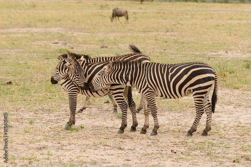 group of Burchell's Zebra image taken on Safari located in the Tarangire National park, Tanzania