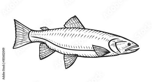 Hand drawn Roach fish