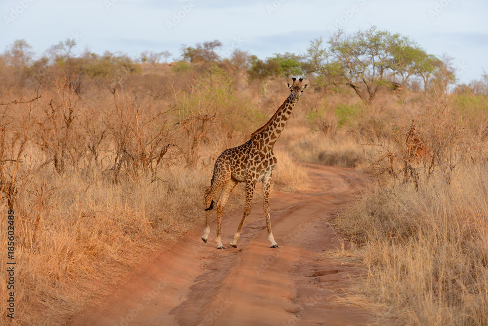 Obraz premium Closeup of Masai Giraffe (scientific name: Giraffa camelopardalis tippelskirchi or 