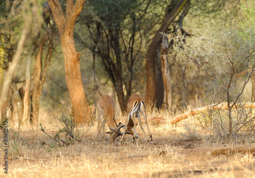 Closeup of Impala fighting in theTarangire National park, Tanzania