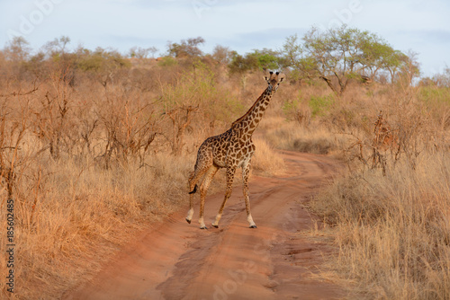 Closeup of Masai Giraffe  scientific name  Giraffa camelopardalis tippelskirchi or  Twiga  in Swaheli  n the Tarangire National park Tanzania