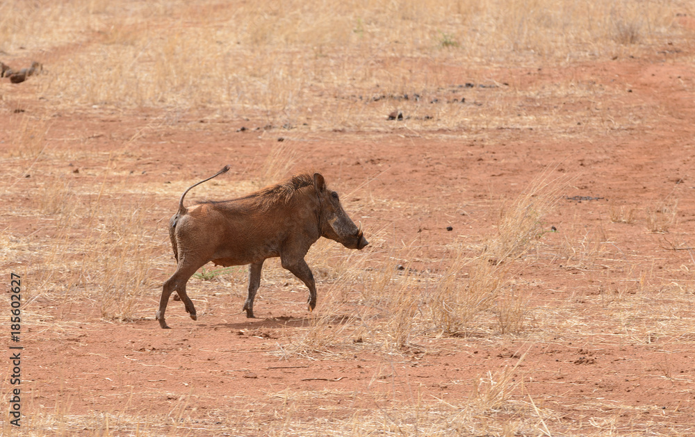 Fototapeta premium Closeup of Warthog (scientific name: Phacochoerus aethiopicus, or 