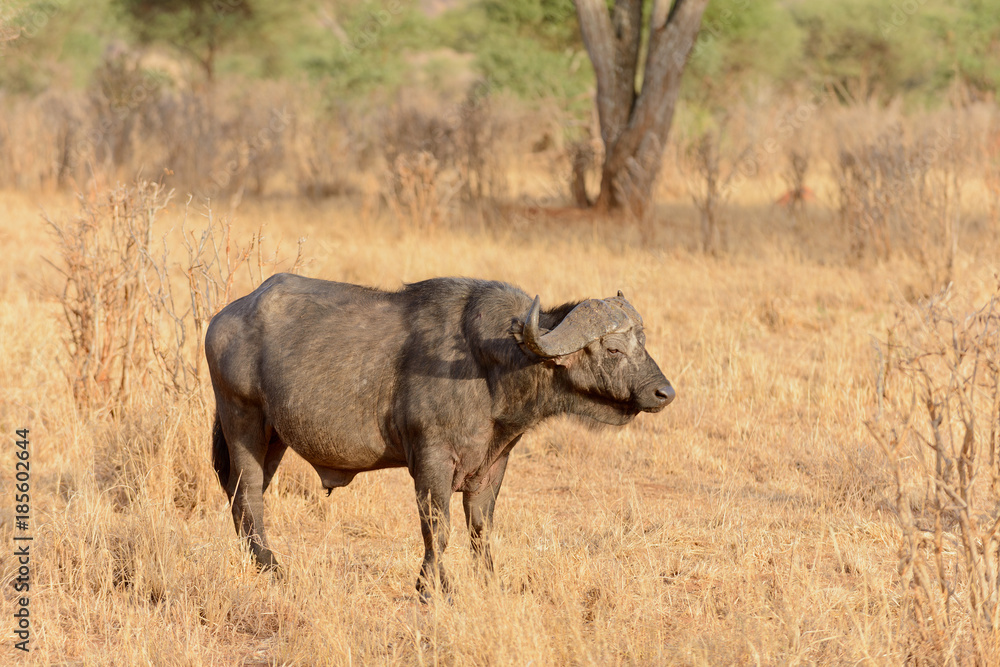 Closeup of Buffalo (scientific name: Syncerus caffer or Closeup of Buffalo (scientific name: Syncerus caffer or