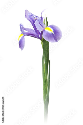 iris aislado fondo blanco