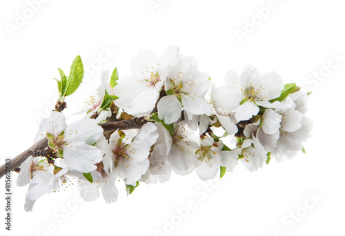 flor del cerezo fondo blanco