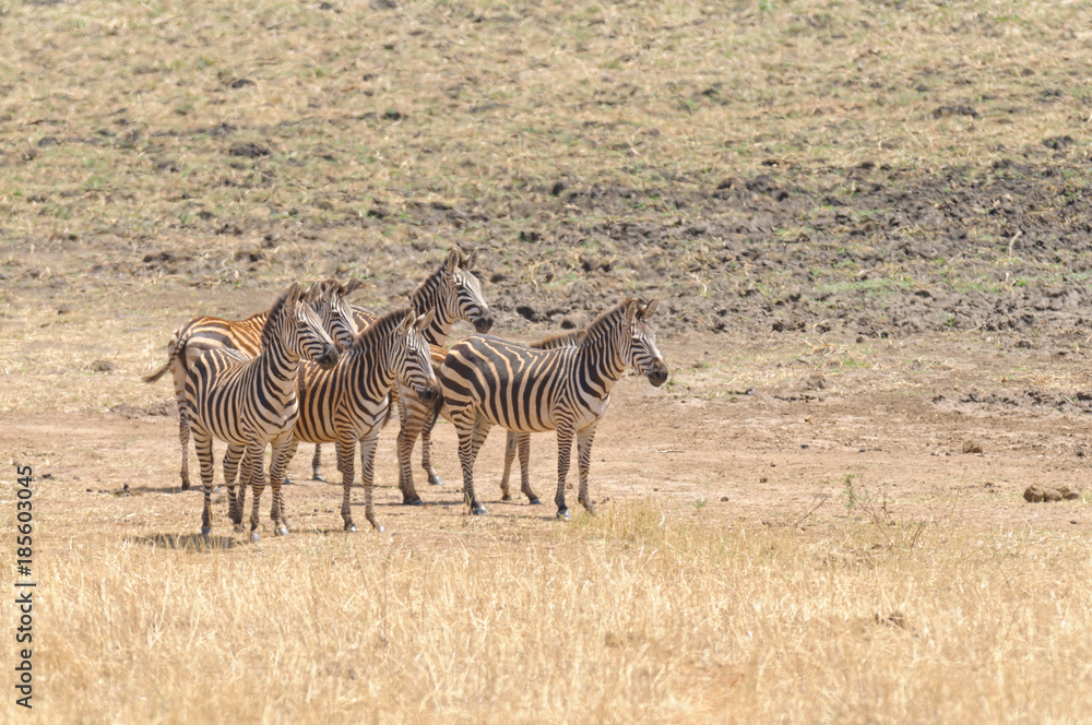 Naklejka premium herd of Zebra in the Tarangire National park, Tanzania