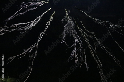 Roots of Banyan tree at night view