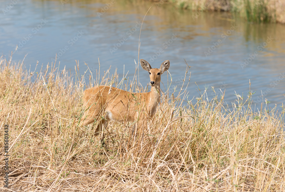 Female Reedbuck in their favorite location near water, in the Tarangire National Park, Tanzania Female Reedbuck in their favorite location near water, in the Tarangire National Park, Tanzania