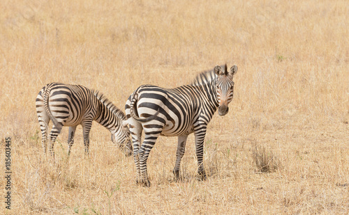 Closeup of Burchell's Zebra or Boehm's zebra (scientific name: Equus burchelli, subspecies Equus burchelli boehmi or 