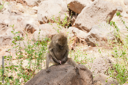 Closeup of Olive Baboons (scientific name: papio anubis, or Nyani in Swaheli)  photo