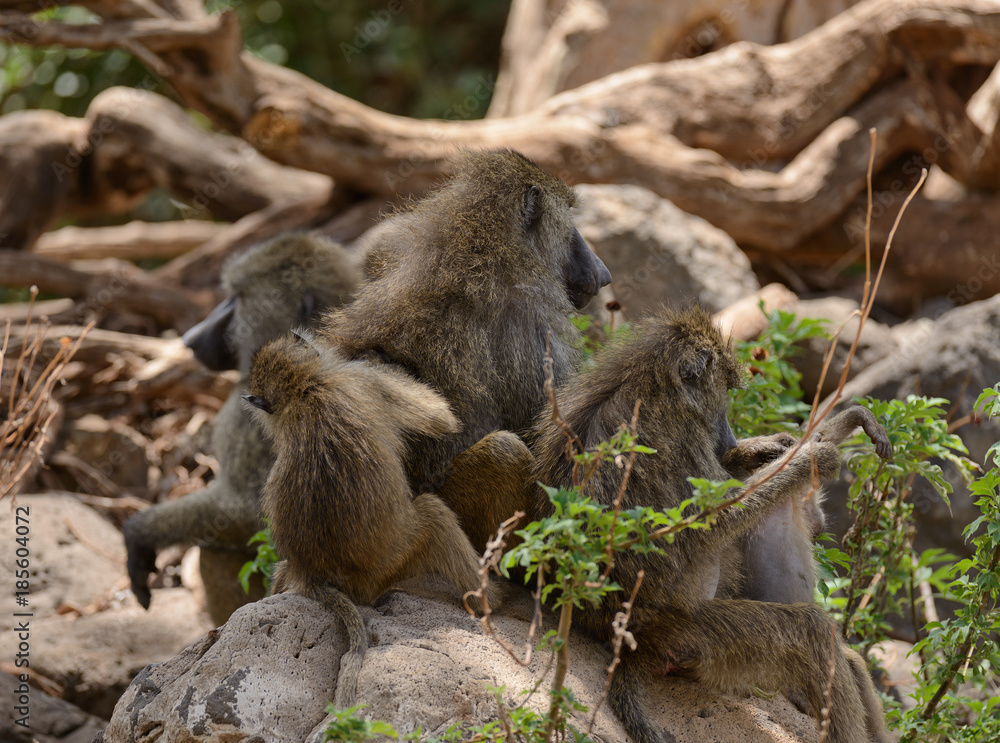 troop of Olive Baboons preening each other (scientific name: papio anubis, or Nyani in Swaheli) in the Lake Manyara, National park, Tanzania
