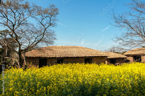 View of yellow canola flowers in front of the Korean traditional house