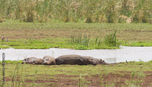 Hippopotamus (scientific name: Hippopotamus amphibius, or "Kiboko" in Swaheli) asleep on the shore at Lake Manyara National park, Tanzania