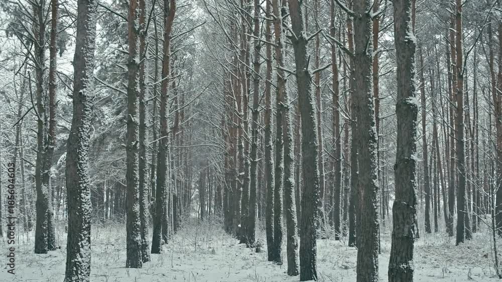 Inside pine forest in snowy winter. Seamless loop Inside pine forest in snowy winter. Seamless loop