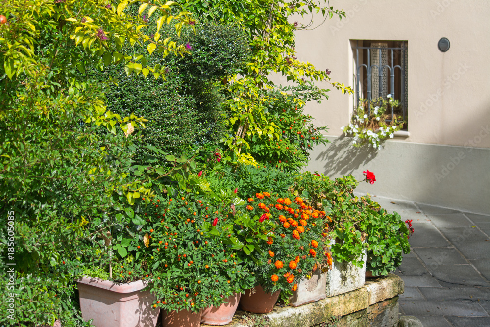 Fototapeta premium rośliny i kwiaty