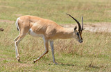 Closeup of Grant's Gazelle in the Ngorongoro National park, Tanzania