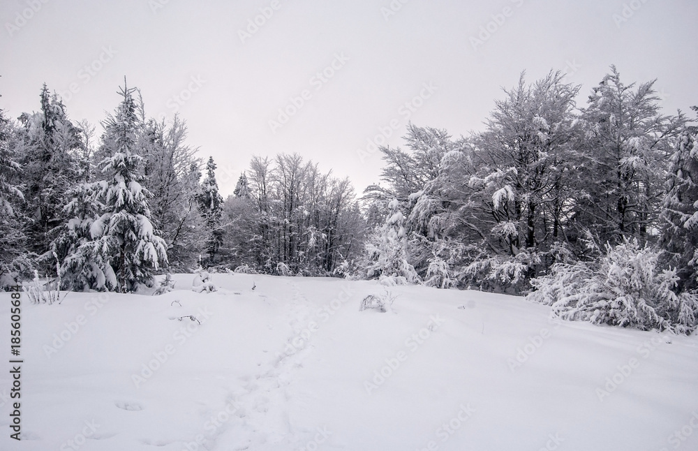 mountaim meadow with frozen trees around and snowshoes steps on Kykula hill in Kysucke Beskydy (Beskid Zywiecki) mountains mountaim meadow with frozen trees around and snowshoes steps on Kykula hill in Kysucke Beskydy (Beskid Zywiecki) mountains