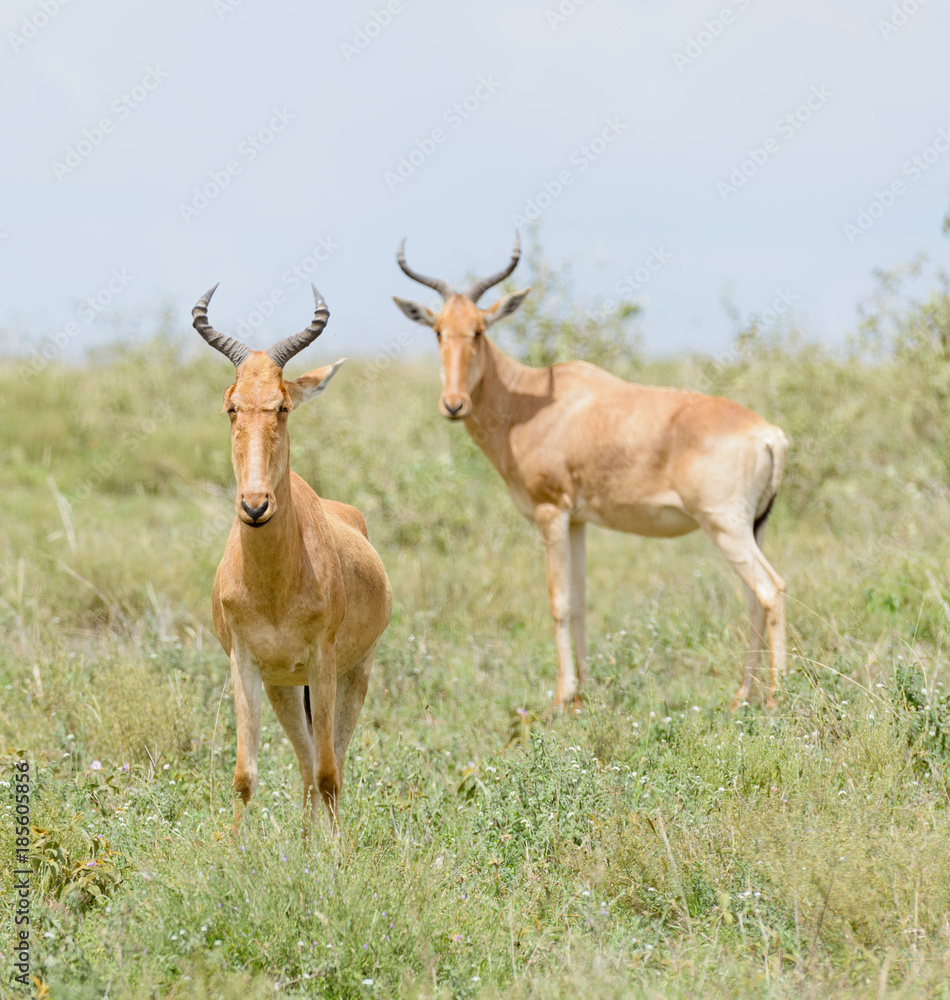 Closeup of Coke's Hartebeest (scientific name: Connochaetes taurinus or Closeup of Coke's Hartebeest (scientific name: Connochaetes taurinus or