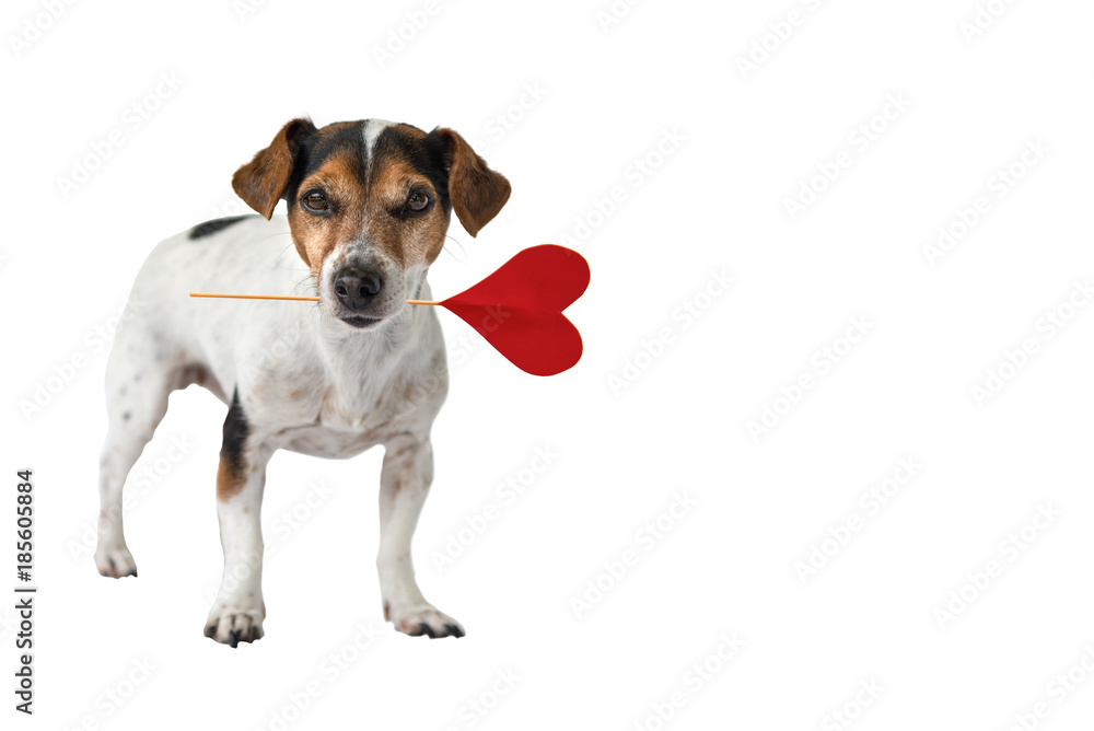 Romantic Dog - Tricolor cute little puppy dog wearing red heart in muzzle or mouth Romantic Dog - Tricolor cute little puppy dog wearing red heart in muzzle or mouth