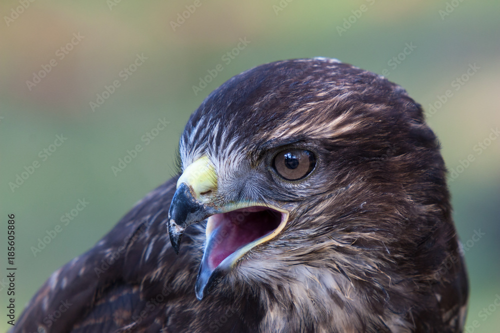 Fototapeta premium Rufender Bussard im Portrait