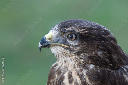 Portrait eines Mäusebussard