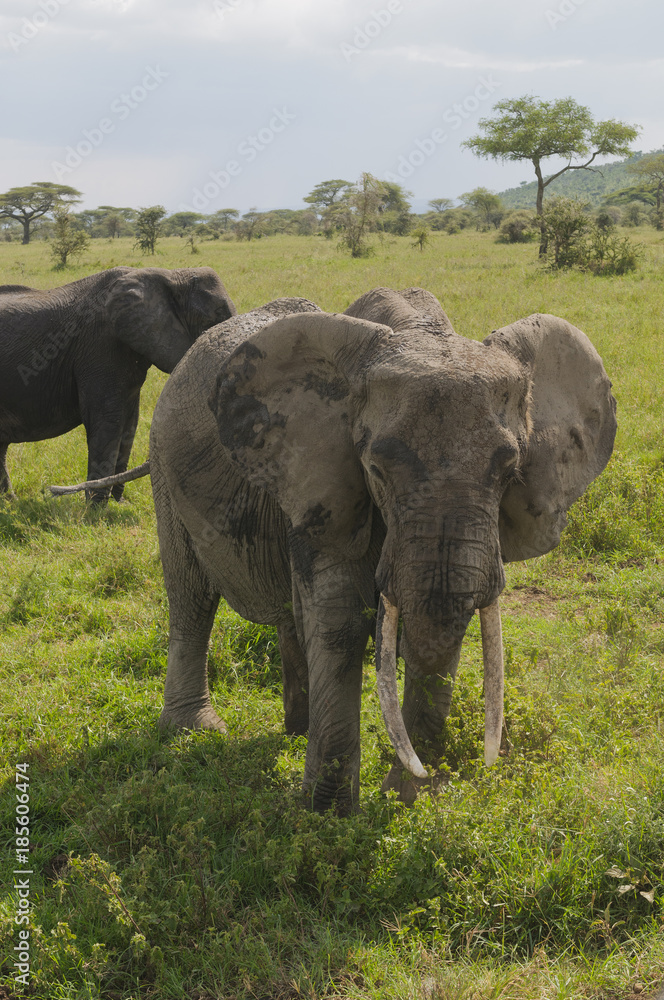 Closeup of African Elephant in the Serengeti National park, Tanzania