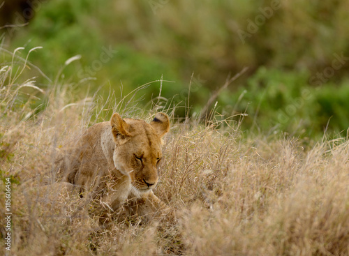 Closeup of a  Lioness asleep in the grass in the Serengeti National park, Tanzania © Jeffrey Banke