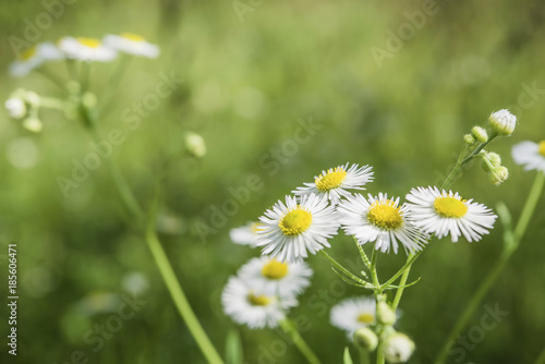 Field chamomile flower