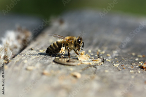 Biene sammelt Wachsreste © Andreas