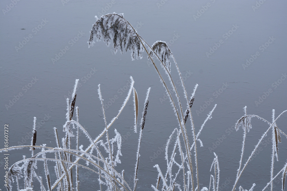 Obraz premium Detail of a frozen plant with frost in the winter with snow and ice