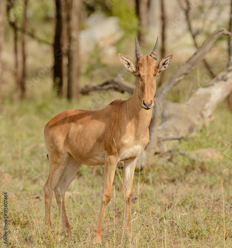 Closeup of Coke s Hartebeest  scientific name  Connochaetes taurinus or  Kongoni  in Swaheli  in the Serengeti National park  Tanzania