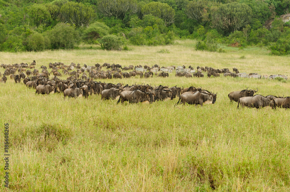 Migration of Wildebeest (scientific name: Connochaetes taurinus or Migration of Wildebeest (scientific name: Connochaetes taurinus or